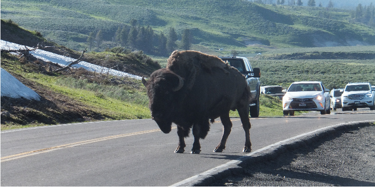 Yellowstone-natuurpark-bizon-weg-nationaal-park-Verenigde-Staten