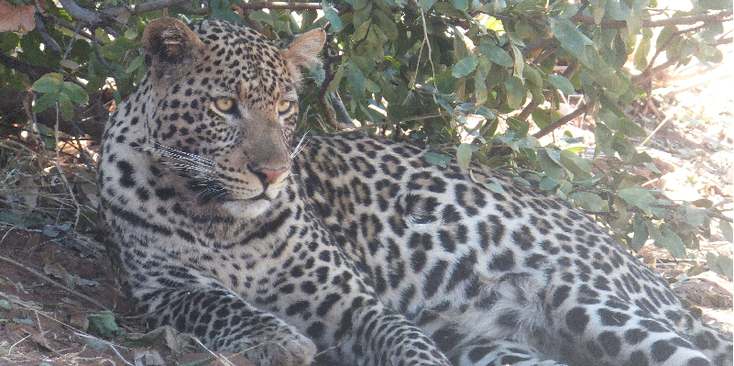 Chobe-riverfront-nationaal-park-natuurpark-safari-spotting-jaguar-luipaard-Botswana