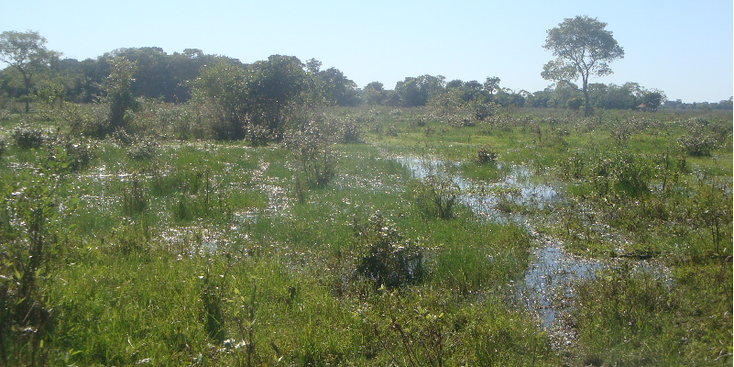 Pantanal-moeras-Brazilië-Nationaal-Park-Jungle