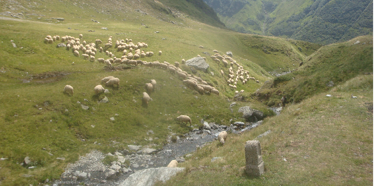 Transfagarasan-Road-weg-Ceasescu-militair-Roemenië-schapen