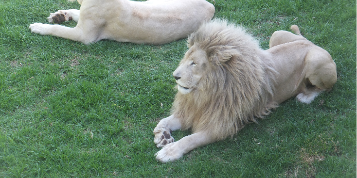 Cango-Wildlife-Range-leeuw-Oudshoorn-Zuid-Afrika