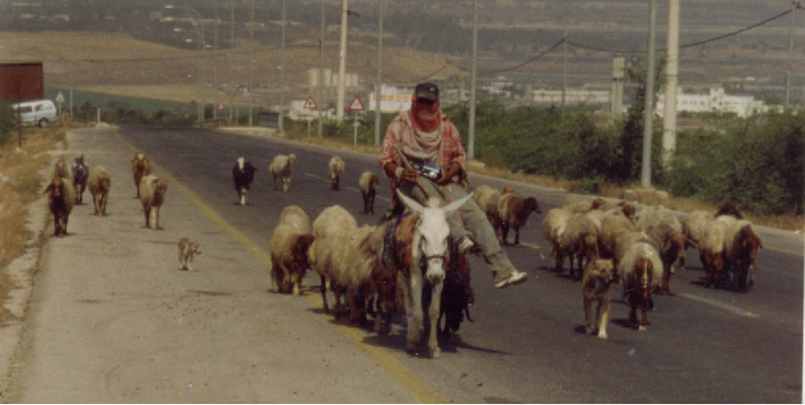 Ezel-herder-schapen-hond-grens-Israël-Jordanië