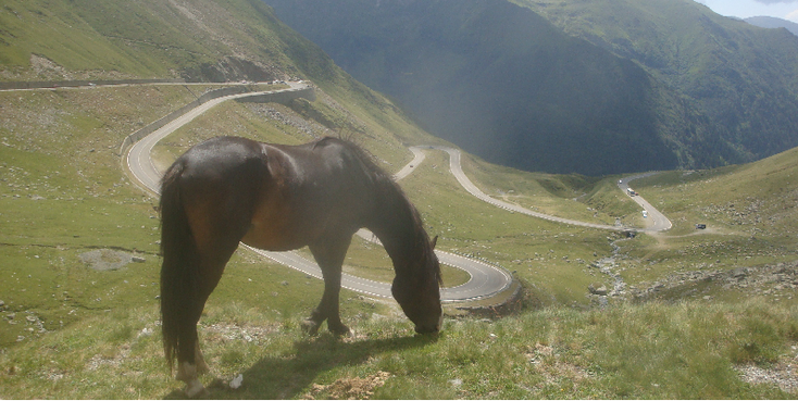 Transfagarasan-Road-weg-Ceasescu-militair-Roemenië-paard