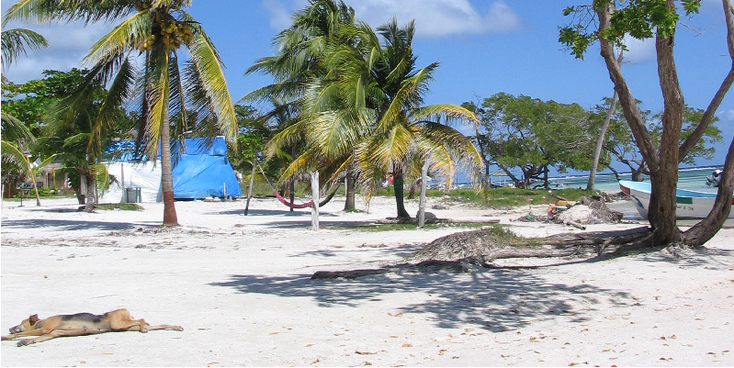 Mahahual-strand-palmbomen-hond-Mexico