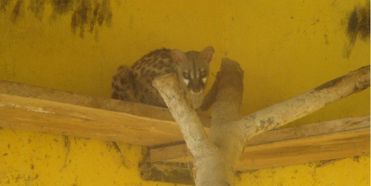 Monkey-Forest-Kakum-Nationaal-park-Ghana-opvang
