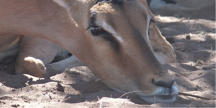 Chobe-riverfront-nationaal-park-natuurpark-safari-spotting-hert-Botswana