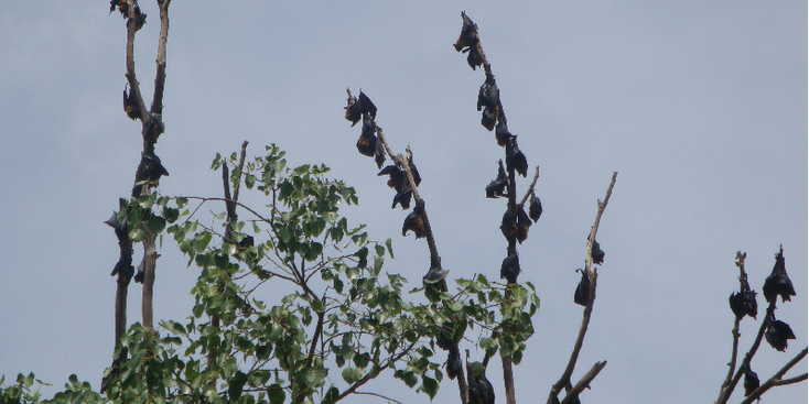Battambang-vleermuizen-bats-tree-boom-Cambodja
