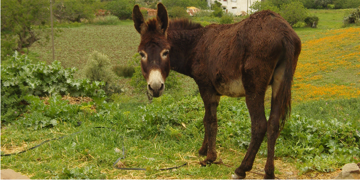 Ezel-Chefchaouen-Marokko