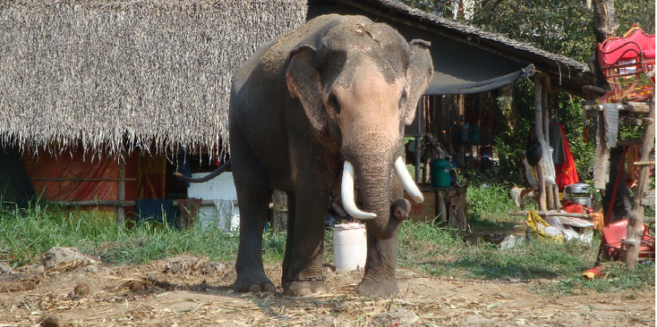 Ayuttayah-Elephant-Sanctuary-Thailand
