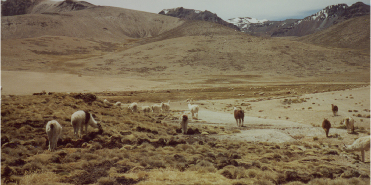 Vicuna-lama-schapen-Colca-Canyon-Peru