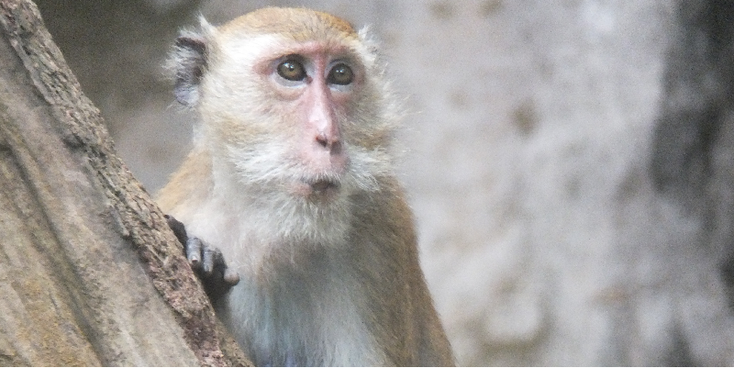 Railay-Ko-Phi-Phi-Monkey-jungle-Andaman-Thailand