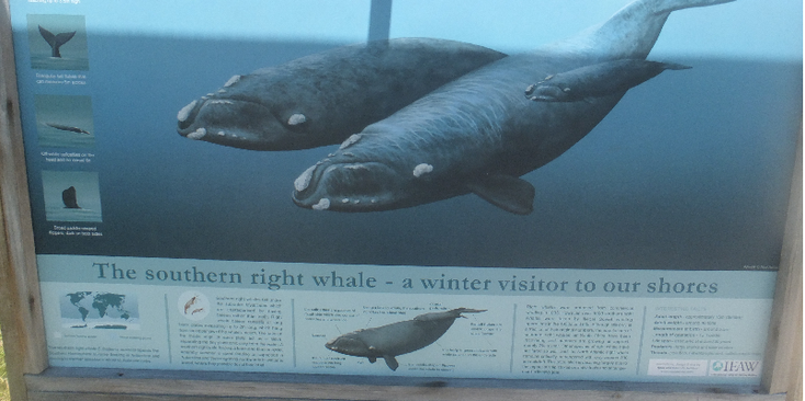 Hermanus-Whale-Information-Panel-South-Africa