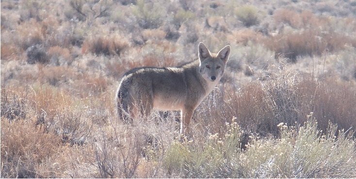 Coyote-Arizona-Verenigde-Staten