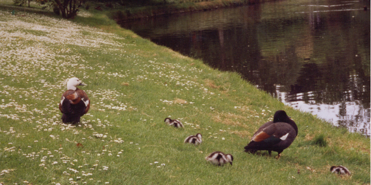 Christchurch-Avon-rivier-eendjes-Nieuw-Zeeland