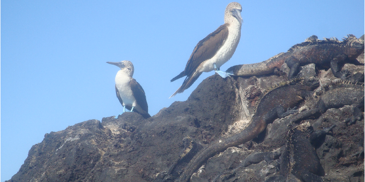 Galapagos-vogels-leguanen-zwart-Ecuador