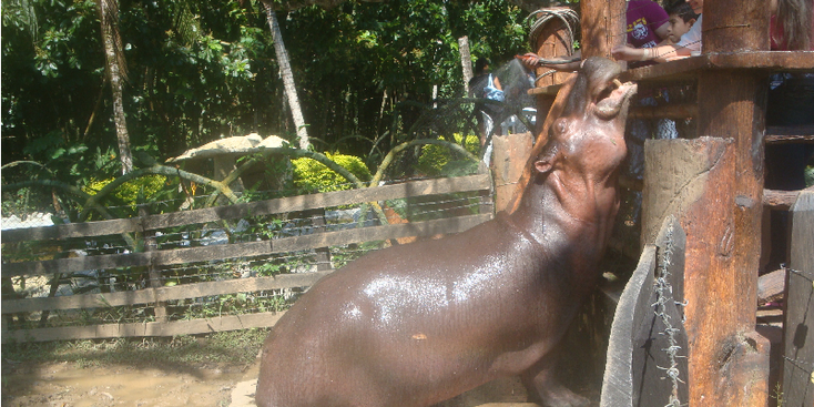 Napoles-Hacienda-Doradal-Pablo-Escobar-Colombia-Gate-Airplane-Finca-Hippo-Vanessa