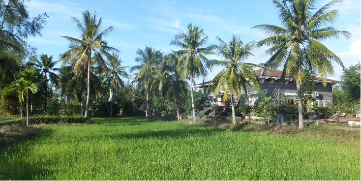 My-Lay-My-Son-dorp-palmboom-rijstveld-Vietnam