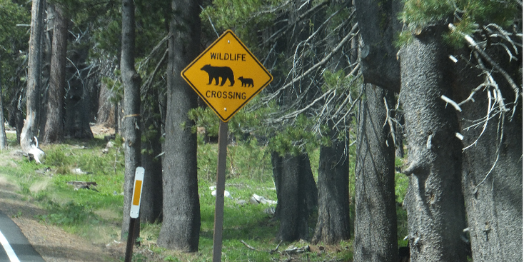Wildlife-Crossing-Yosemite-National-Park-beren-bear-Verenigde-Staten