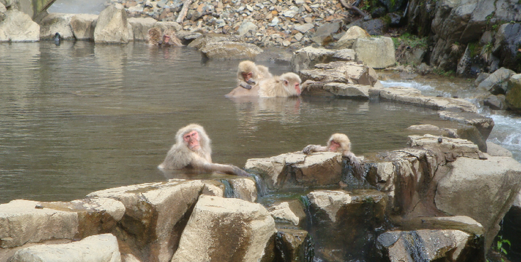 Yudanaka-makaken-apen-heetwater-vijver-rivier-Japan