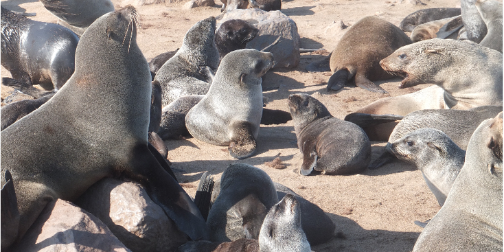 Cape-Cross-zeehond-zeeleeuw-kolonie-Namibië
