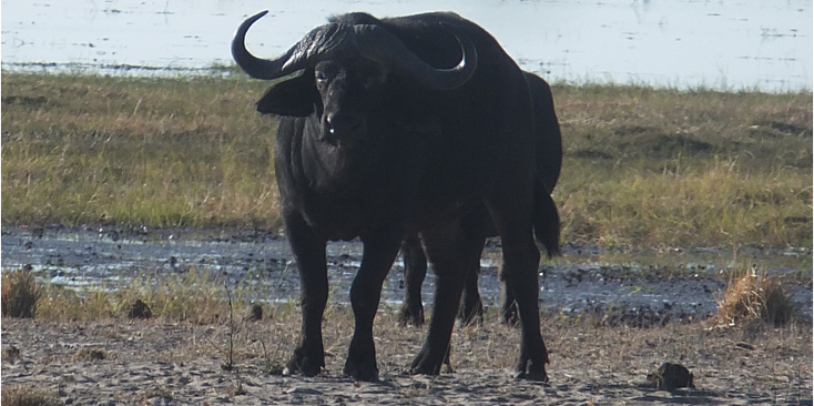 Bwabwata-Nationaal-park-natuurpark-Caprivi-strip-buffel-Namibië