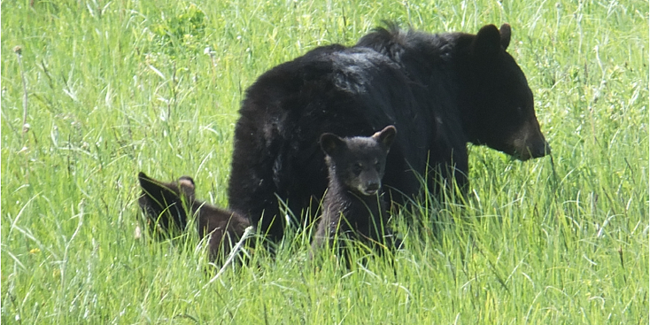 Yellowstone-natuurpark-beer-rivier-nationaal-park-beer-Verenigde-Staten