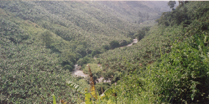 Bwindi-nationaal-park-berg-gorilla-Oeganda-jungle