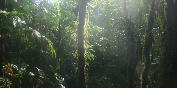 Costa-Rica-Cerro-cloud-forest-jungle-bos-Santa-Elena