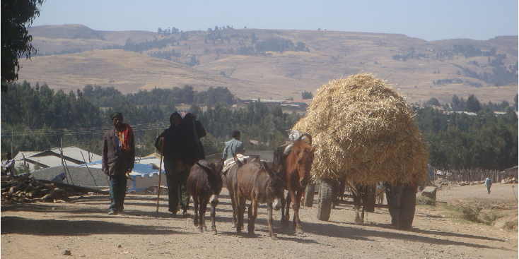 Simien-Nationaal-park-Ethiopië-stro-paard-en-wagen