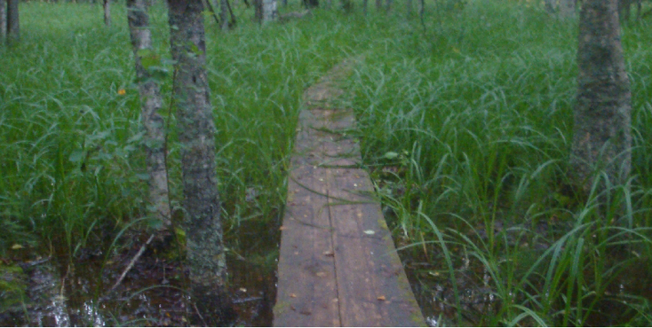 Linnansaari-nationaal-park-houten-planken-looproute-Finland