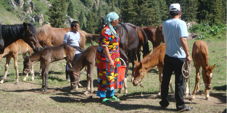 Altyn-Arashan-paarden-melken-vallei-alpenweiden-Kirgizië