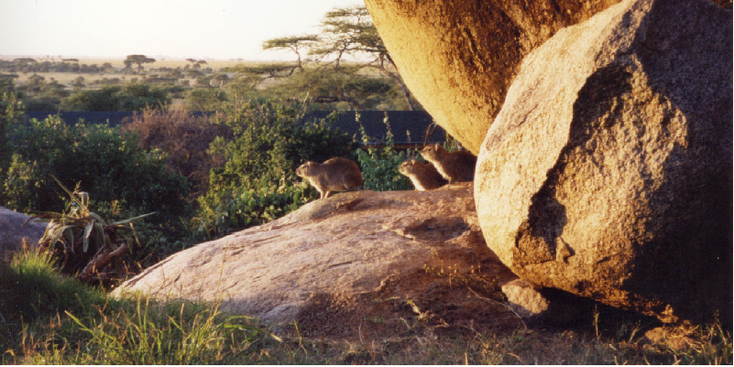 Serengeti-hyraxes-Nationaal-park-Tanzania