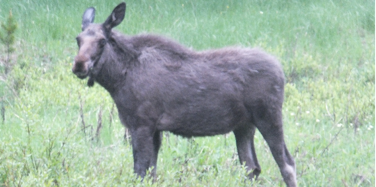 Big-Horn-National-Park-emoe-eland-Verenigde-Staten