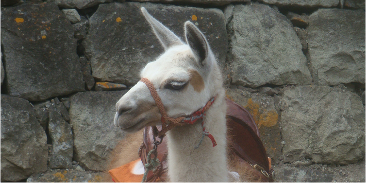 El-Nariz-del-Diablo-lama-Alausi-Ecuador