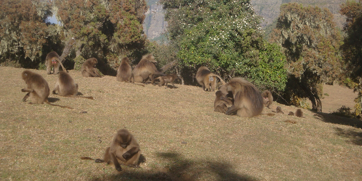 Gelata-baboon-baviaan-aap-vegetarisch-Simien-Mountains-Nationaal-Park-bergen-Ethiopië