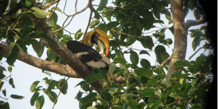 Khao-Yai-Hornbill-National-park-Thailand