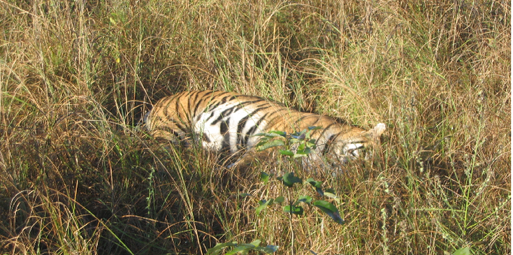 Kanha-nationaal-park-tijger-reserve-India-olifant-jeep