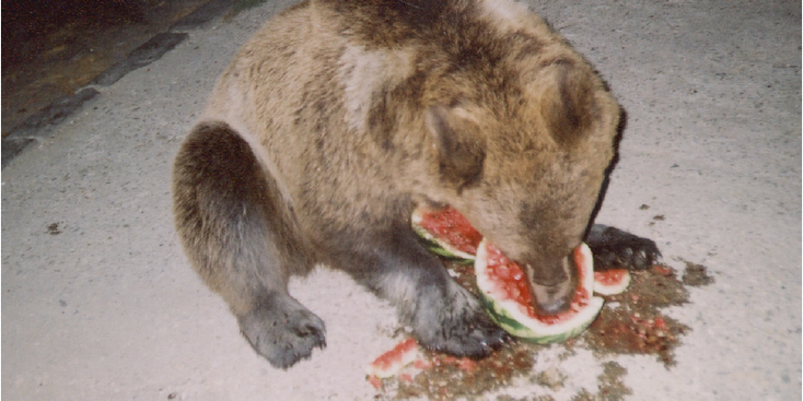 Beren-eten-Brasov-Roemenië