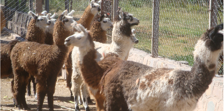 Tilcara-lama-Argentinië