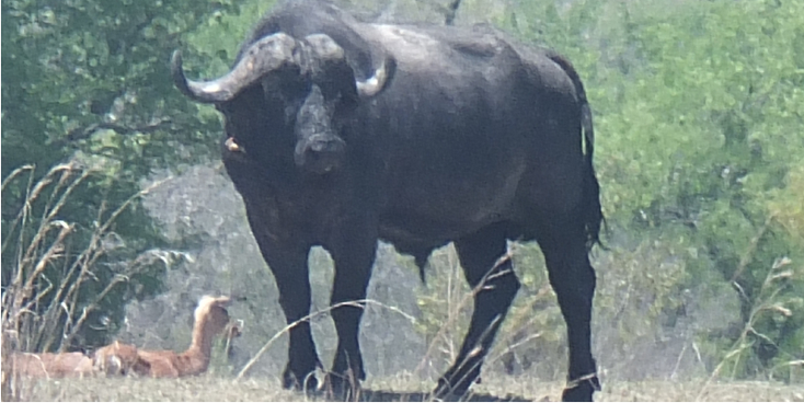 Kruger-nationaal-park-buffel-Zuid-Afrika