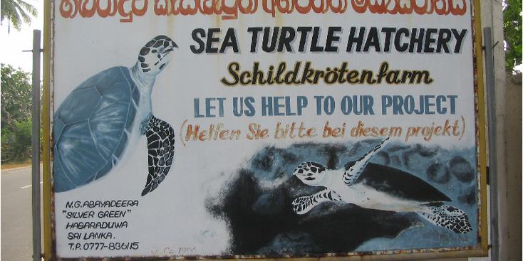 Sea-Turtle-Hatchery-Hagaraduwa-Sri-Lanka