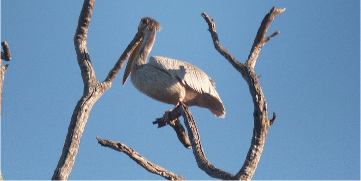 Divindu-Nationaal-Park-Caprivi-Strip-Namibië