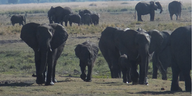 Chobe-riverfront-nationaal-park-natuurpark-safari-spotting-olifant-Botswana