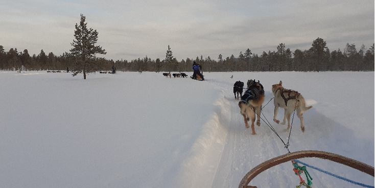 Inari-husky-slee-kar-honden-sneeuw-Finland