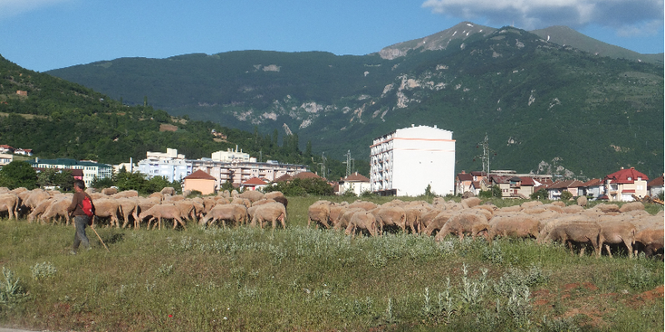Macedonië-schapen-Debark