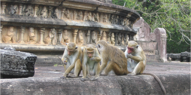Polonnaruwa-Monkey-Sri-Lanka
