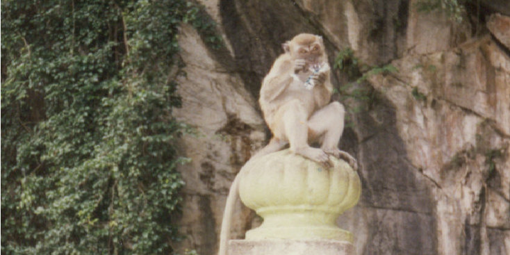 Batu-caves-grotten-aap-Kuala-Lumpur-Maleisië