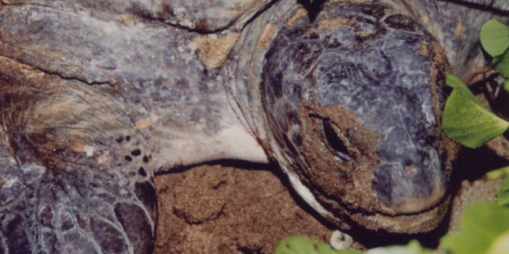 Meru-Betiri-Nationaal-Park-reuze-schildpadden-Java-Indonesië-eieren