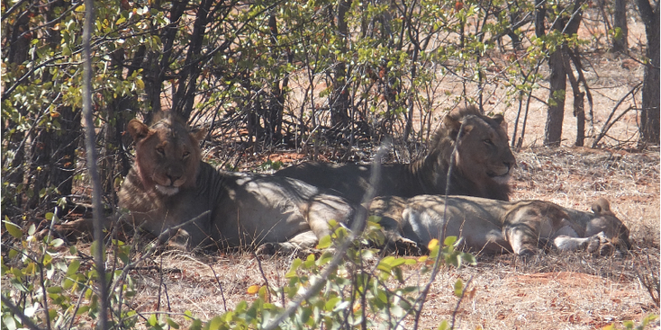 Etosha-nationaal-park-natuurpark-zoutpan-Namibië-leeuw