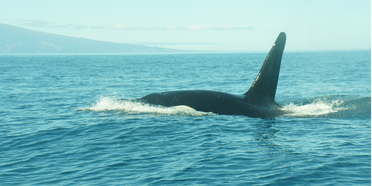 Galapagos-nationaal-park-orka-orca-zee-onderwater-Ecuador
